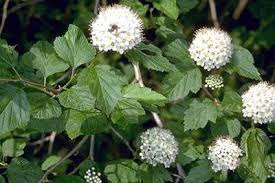 Attēlu rezultāti vaicājumam “Physocarpus opulifolius”