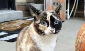 Image result for cat found