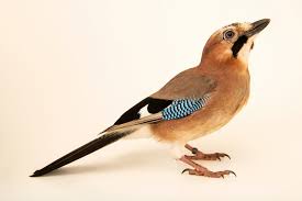 Attēlu rezultāti vaicājumam “Garrulus glandarius”