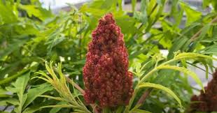 Attēlu rezultāti vaicājumam “Rhus typhina flower”