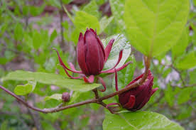 Attēlu rezultāti vaicājumam “Calycanthus floridus”