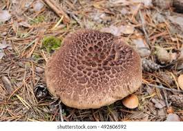 Attēlu rezultāti vaicājumam “Sarcodon imbricatum”