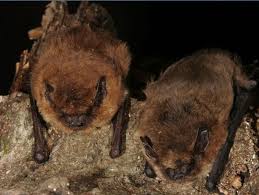 Attēlu rezultāti vaicājumam “Pipistrellus pygmaeus”