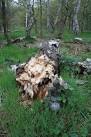 Government agency responsible for safeguarding our natural environment. - via Daymix