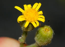 Attēlu rezultāti vaicājumam “Senecio viscosus fruit”