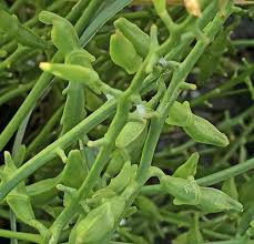 Attēlu rezultāti vaicājumam “Cakile maritima subsp. baltica leaf”