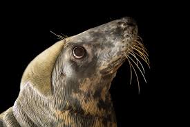 Image result for Halichoerus grypus