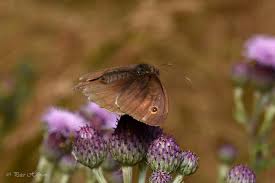 Attēlu rezultāti vaicājumam “Maniola jurtina male”