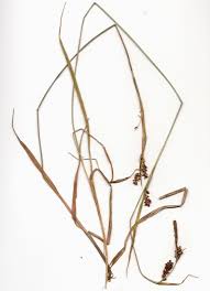 Attēlu rezultāti vaicājumam “Carex panicea”