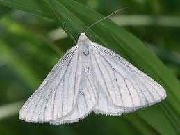 Attēlu rezultāti vaicājumam “Siona lineata”