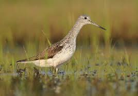 Attēlu rezultāti vaicājumam “Tringa nebularia”