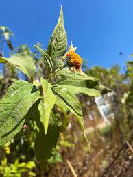 Attēlu rezultāti vaicājumam “Helianthus tuberosus flower”