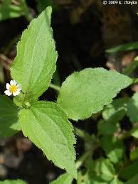 Attēlu rezultāti vaicājumam “Galinsoga quadriradiata leaf”