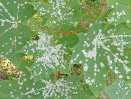 Attēlu rezultāti vaicājumam “Sawadaea tulasnei”