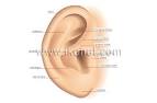 human being > sense organs > hearing > auricle image - Visual ...