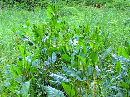 Image result for Sauerampfer