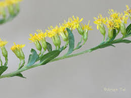 Attēlu rezultāti vaicājumam “Solidago canadensis flower”