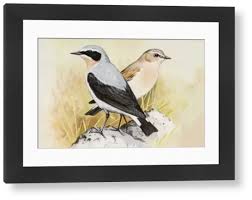 Attēlu rezultāti vaicājumam “Oenanthe oenanthe male”