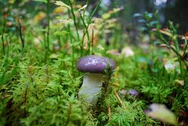 Attēlu rezultāti vaicājumam “Gomphidius glutinosus”