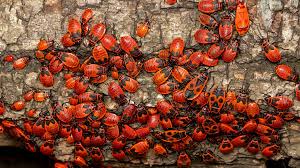 Attēlu rezultāti vaicājumam “Pyrrhocoris apterus imago”