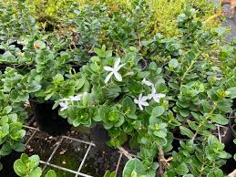 Attēlu rezultāti vaicājumam “Cribraria macrocarpa young”