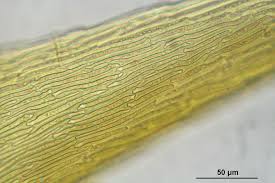 Attēlu rezultāti vaicājumam “Tomentypnum nitens”