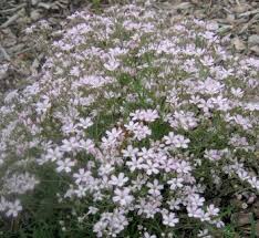 Attēlu rezultāti vaicājumam “Gypsophila fastigiata leaf”