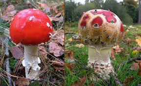 Image result for vliegenzwam