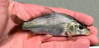 Image result for Cyprinus carpio