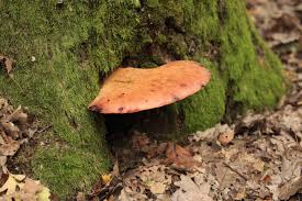 Attēlu rezultāti vaicājumam “Fistulina hepatica”