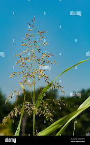 Attēlu rezultāti vaicājumam “Poa trivialis flower”
