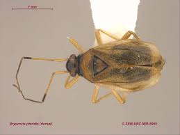 Attēlu rezultāti vaicājumam “Miridae”
