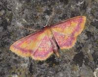 Attēlu rezultāti vaicājumam “Idaea muricata”