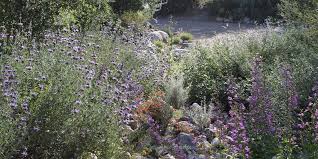 Attēlu rezultāti vaicājumam “Alisma gramineum flower”