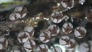 Attēlu rezultāti vaicājumam “Physarum leucophaeum stalked”