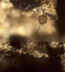 Attēlu rezultāti vaicājumam “Cribrariaceae”