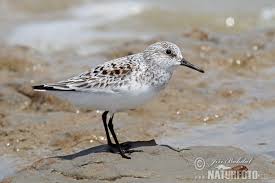 Attēlu rezultāti vaicājumam “Calidris alba”