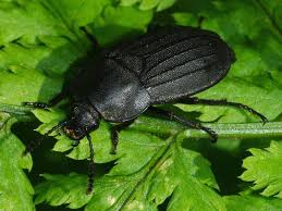 Attēlu rezultāti vaicājumam “Silpha sp.”