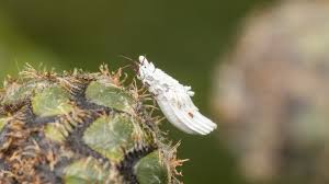 Attēlu rezultāti vaicājumam “Orthezia urticae”