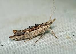 Attēlu rezultāti vaicājumam “Ypsolopha scabrella”