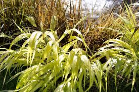 Attēlu rezultāti vaicājumam “Milium effusum flower”