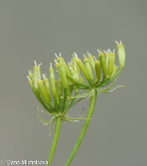 Image result for Chaerophyllum aureum