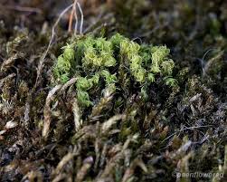Attēlu rezultāti vaicājumam “Platygyrium repens”