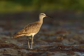 Attēlu rezultāti vaicājumam “Numenius phaeopus”