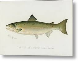 Image result for Salmo salar