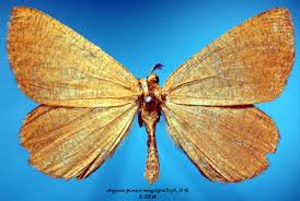 Attēlu rezultāti vaicājumam “Angerona prunaria”