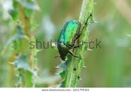 Attēlu rezultāti vaicājumam “Cetonia aurata”