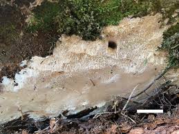 Attēlu rezultāti vaicājumam “Ceriporiopsis aneirina”