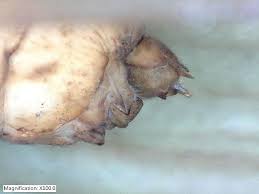 Attēlu rezultāti vaicājumam “Potamophylax”