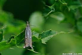 Attēlu rezultāti vaicājumam “Crambus pratella”